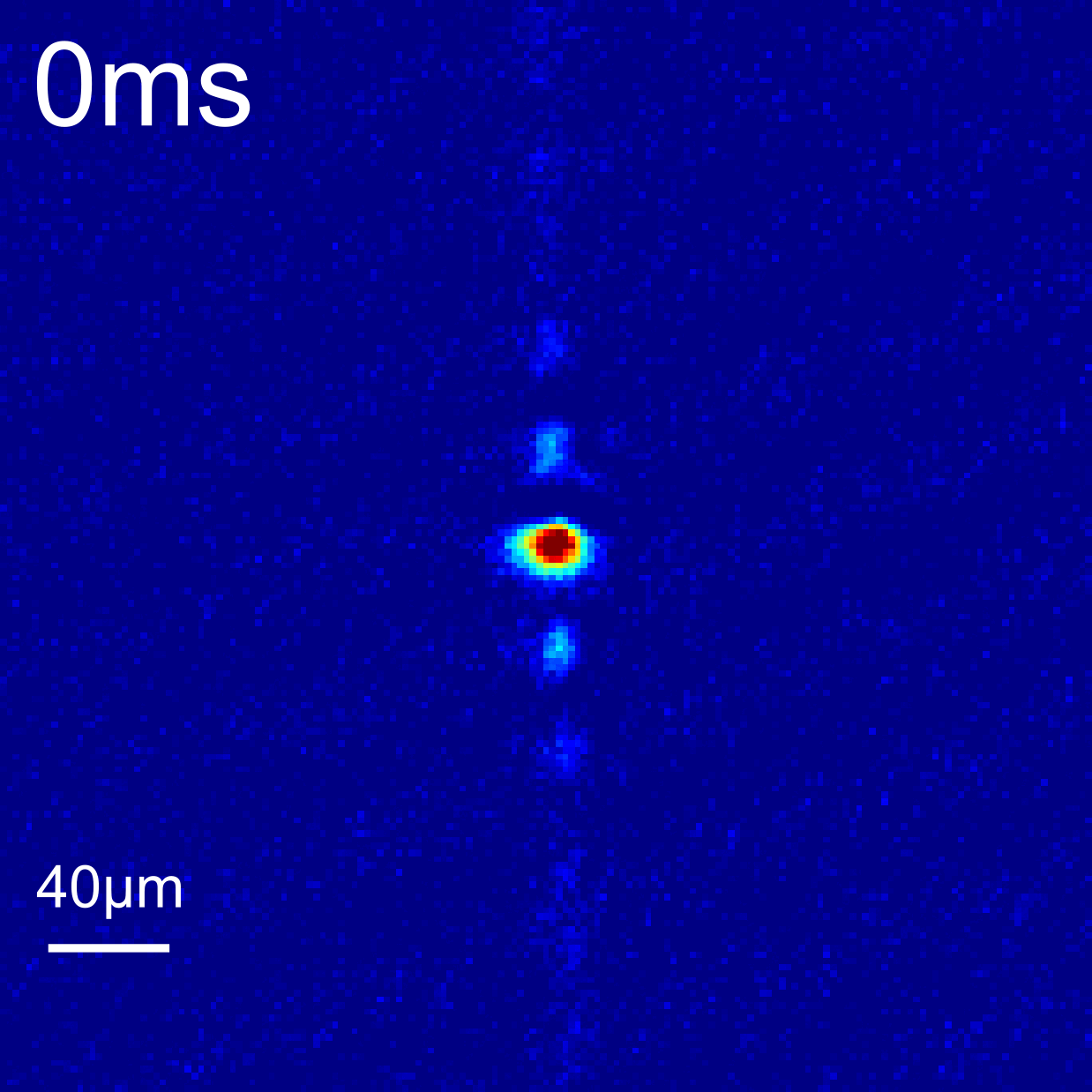 Fig. 1: Spreading of a single-site soliton for long time scales. For long hold times, the soliton drifts upwards due to weak magnetic field gradients.