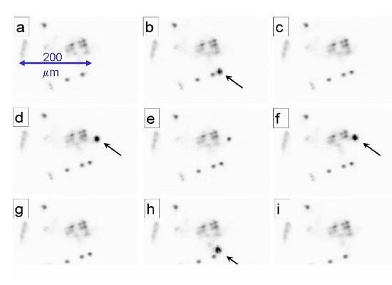 This figure shows the intensity distribution within the active area of the VCSEL. It demonstrates the independent switch-on and switch-off of two microlasers with an external control beam (arrow). Obviously, you can set and reset laser emission by optical means similar to setting and resetting an electronic flip-flop. The individual microlasers have a size of about 5 microns