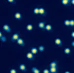 Quantum-gas microscopy with K<sup>40</sup>