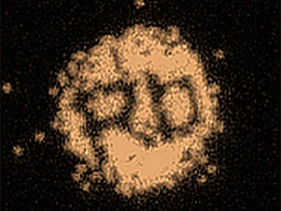 Quantum&nbsp;Gases             &zwnj;