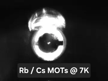 Rb/Cs Dual Species MOTs @ 7K